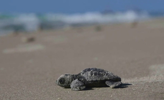 צבי ים חומים (צילום: חדשות 12)