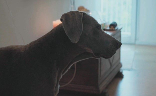פטל, הכלב של עומרי (צילום: מתוך חתונה ממבט ראשון , קשת12)