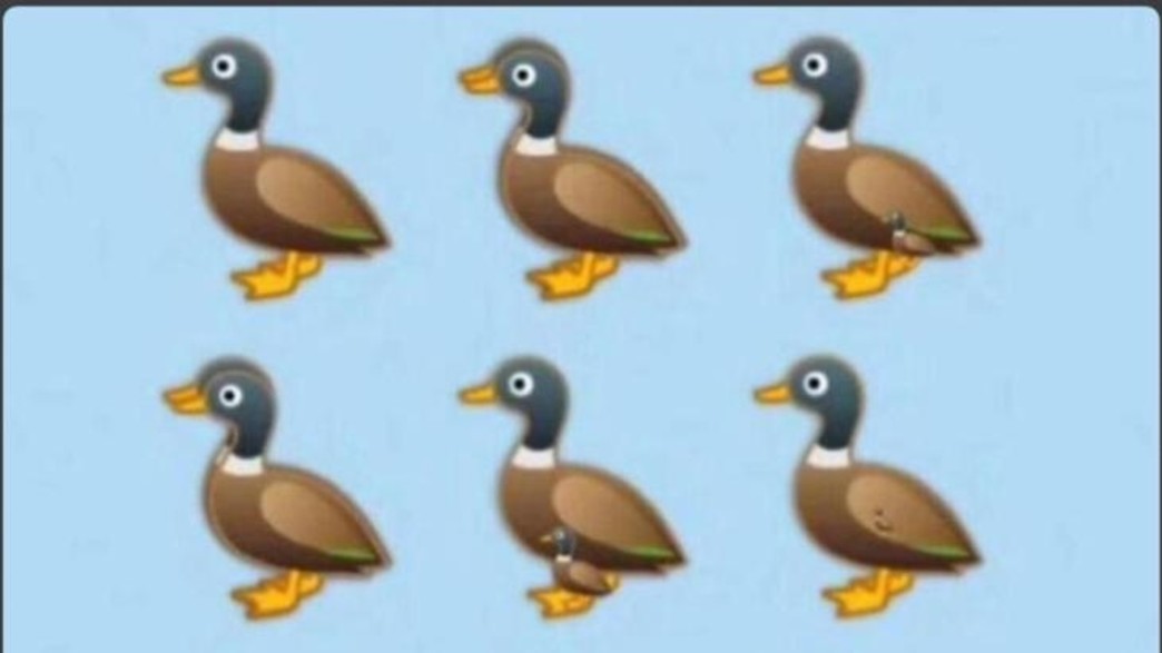 חידת הברווזים