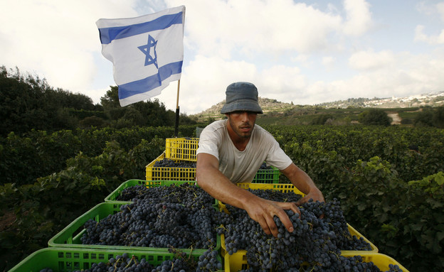 חקלאי עוסק בענבים בחקלאות בקיבוץ צובה (צילום: רויטרס)