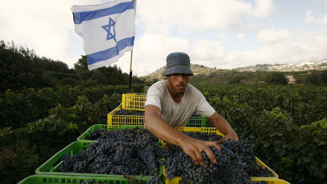 חקלאי עוסק בענבים בחקלאות בקיבוץ צובה חקלאי עוסק בענבים בחקלאות בקיבוץ צובה
