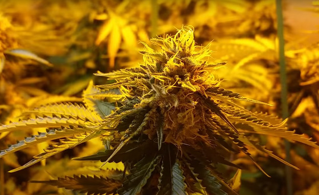 פרחי קנאביס צהובים (צילום: מתוך עמוד ה-youtube של Mainely Cannabis)