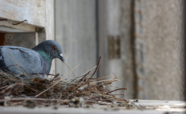 יונה דוגרת (צילום:  Surabhi Surendra, Shutterstock)