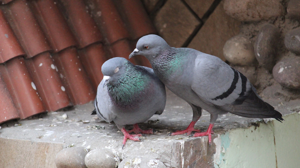 יונים יונים