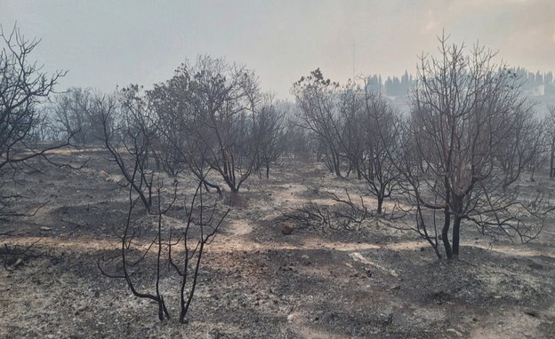 תיעוד נזקי השריפה בהרי ירושלים (צילום: ליעד כהן, רשות הטבע והגנים)