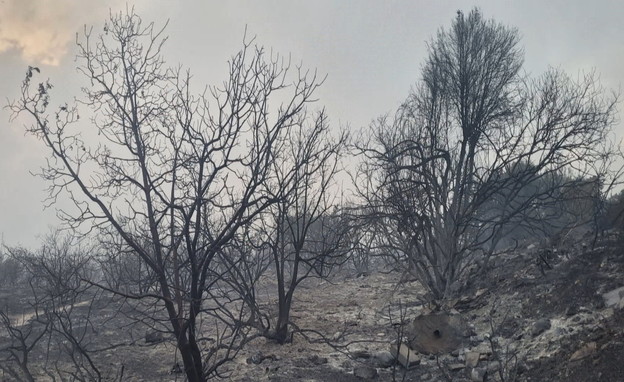 תיעוד נזקי השריפה בהרי ירושלים (צילום: ליעד כהן, רשות הטבע והגנים)
