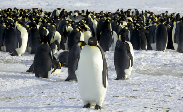 פינגווינים קיסריים באנטרטיקה (צילום: רויטרס)