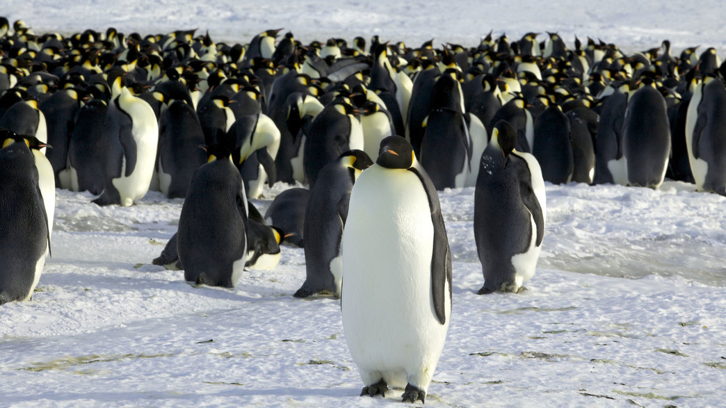 פינגווינים קיסריים באנטרטיקה