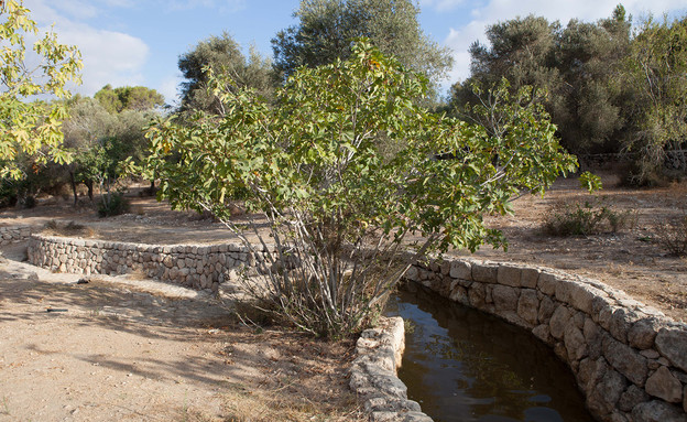 פארק קנדה (צילום: אדווה ברעם)