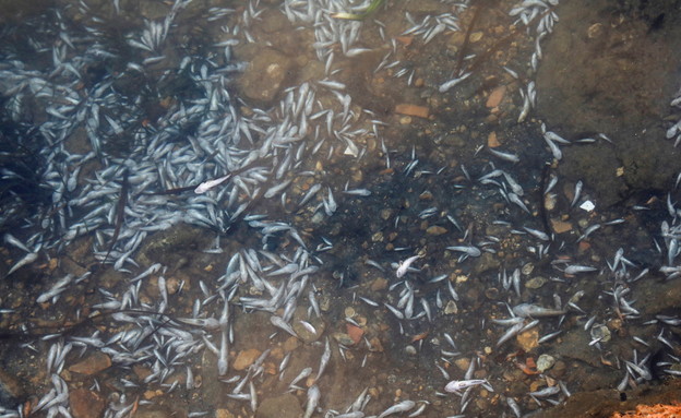דגים מתים נסחפים לאורך החוף מאר מנור, ספרד (צילום: רויטרס)