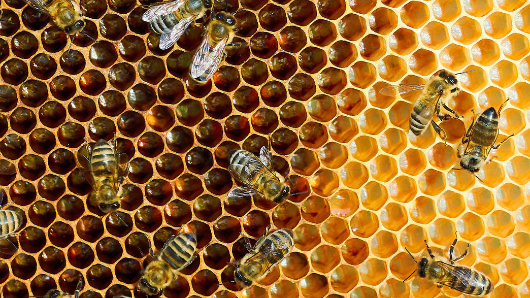 כוורת כוורת