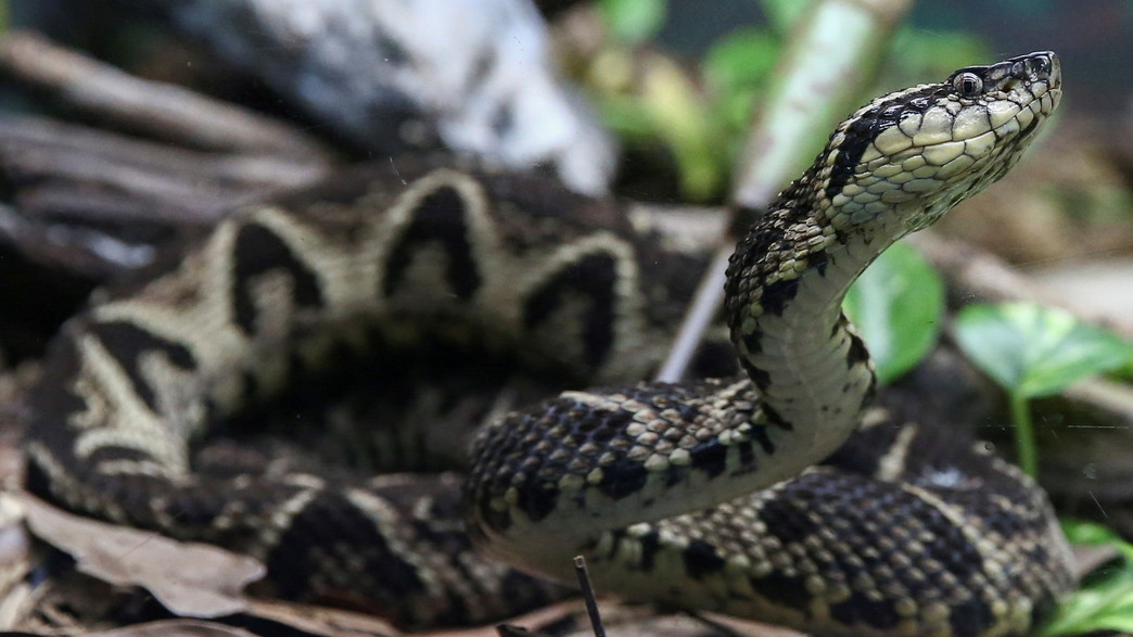 הג'אראקוסו, צפע גומה ומהנחשים הגדולים ביבשת דרום אמריקה