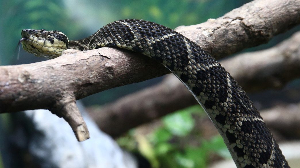 הג'אראקוסו, צפע גומה ומהנחשים הגדולים ביבשת דרום אמריקה