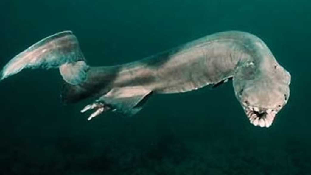 חסחוסן צלופחי חסחוסן צלופחי