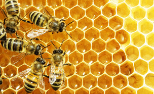 חלת דבש, דבורים בכוורת (צילום: StudioSmart, shutterstock)