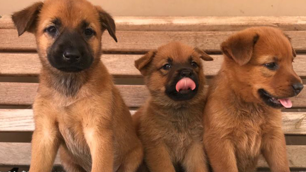 אימוץ כלבים אימוץ כלבים