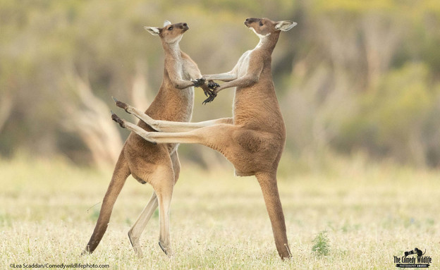 חיות מצחיקות (צילום: Lea Scaddan - The Comedy Wildlife Photography Awards)