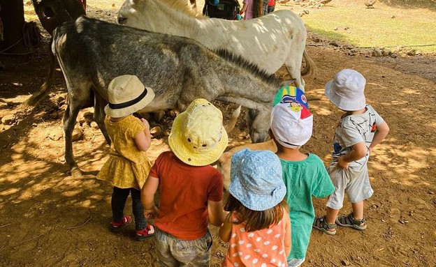 החווה ביער אודם (צילום: מתוך אינסטגרם odemfarm)