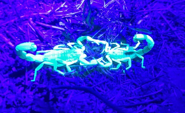 עקרב בלילה (צילום: אוהד יהלומי, רשות הטבע והגנים)