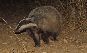 גירית מצויה (צילום: ליעד כהן, רשות הטבע והגנים)