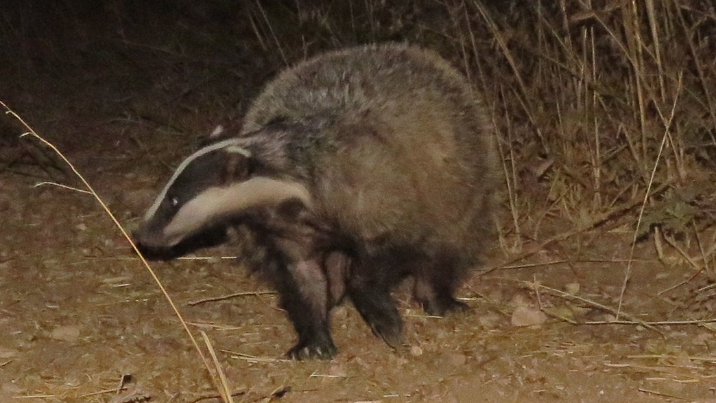 גירית מצויה (צילום: ליעד כהן, רשות הטבע והגנים)