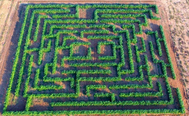 קלחים ומבוכים (צילום: יח