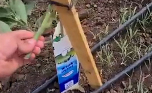 פגיעה במטע אבוקדו בחוקוק (צילום: השומר החדש)