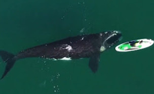 לווייתן ענק שוחה מתחת לסירת פדלים (צילום: CNN)
