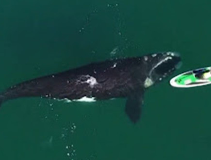 תיעוד נדיר: לווייתן ענק מתקרב לאישה בסירה - ודוחף אותה