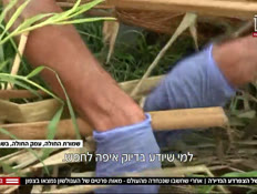 שובה של הצפרדע הנדירה לישראל (צילום: חדשות)