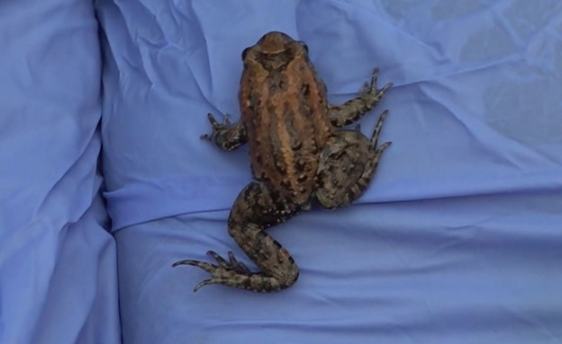 צפרדע נדירה בישראל (צילום: חדשות 12)