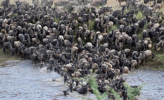 עדרי הגנו בחציית נהר המארה בצפון שמורת הסרנגטי (צילום: שלמה כרמל)