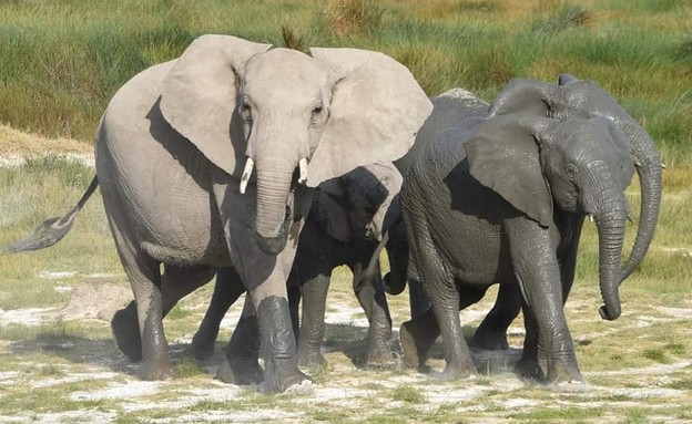 פילים רטובים ויבשים חולפים על ידנו במרחק אפס (צילום: עולם אחר)