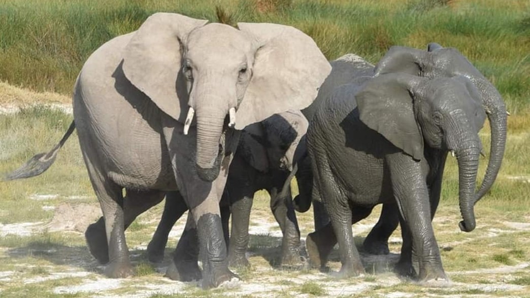 פילים רטובים ויבשים חולפים על ידנו במרחק אפס