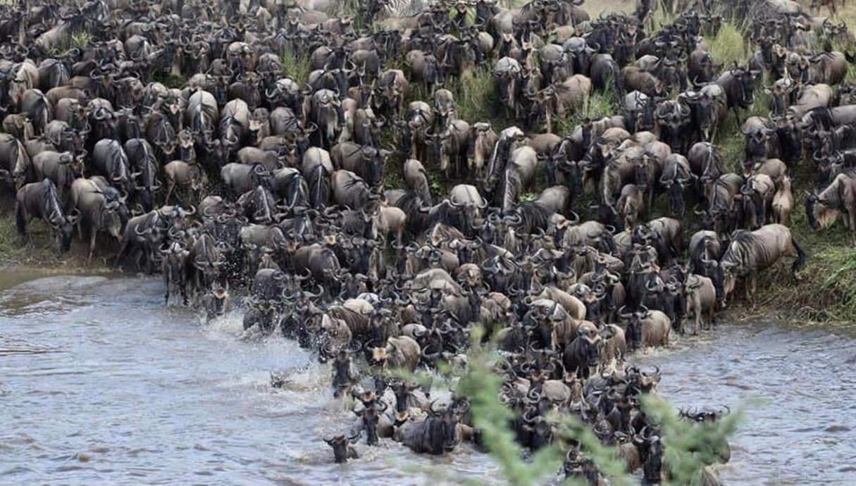 עדרי הגנו בחציית נהר המארה בצפון שמורת הסרנגטי