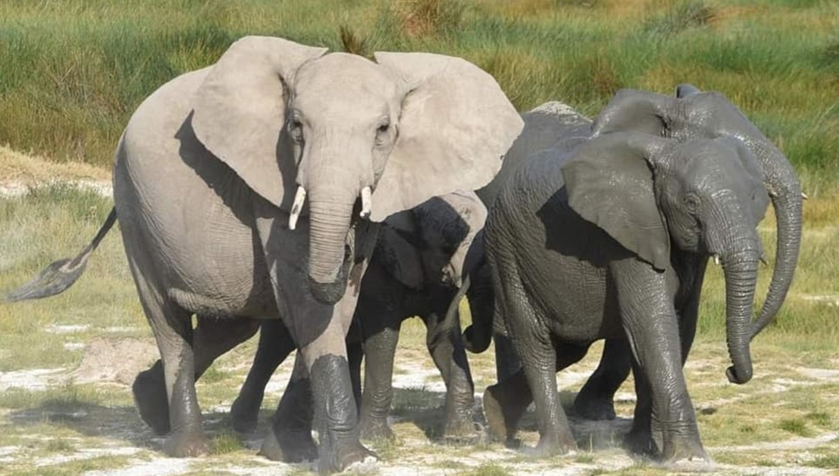 פילים רטובים ויבשים חולפים על ידנו במרחק אפס