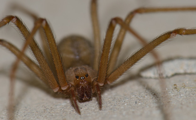 עכביש ארסן חום (צילום: 123rf)