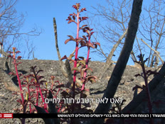 לאחר השרפה: הטבע בהרי ירושלים מתעורר  (צילום: חדשות)