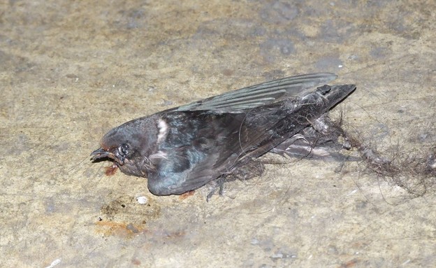 סנוניות מתות בחניון כתוצאה מגריז לגירוש ציפורים (צילום: תנו לחיות לחיות)