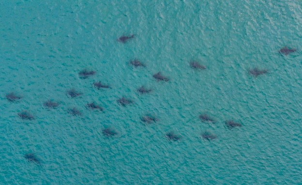 כרישים באזור תחנת הכוח בחדרה (צילום: גיא לויאן, רשות הטבע והגנים)
