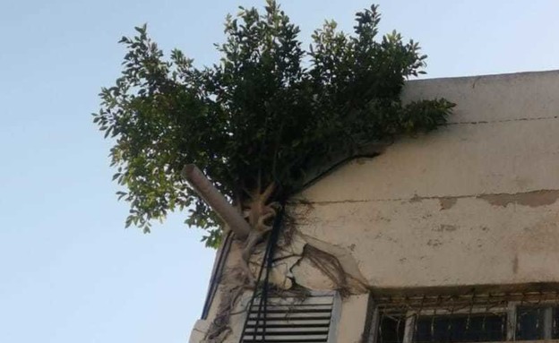 עץ גדל בתוך בניין  בתל אביב