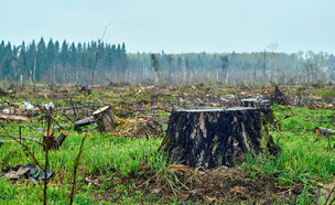 יער כרות (צילום: 123RF‏)