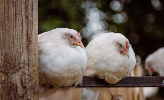 תרנגולות בחוות החופש (צילום: תמר אלמוג)