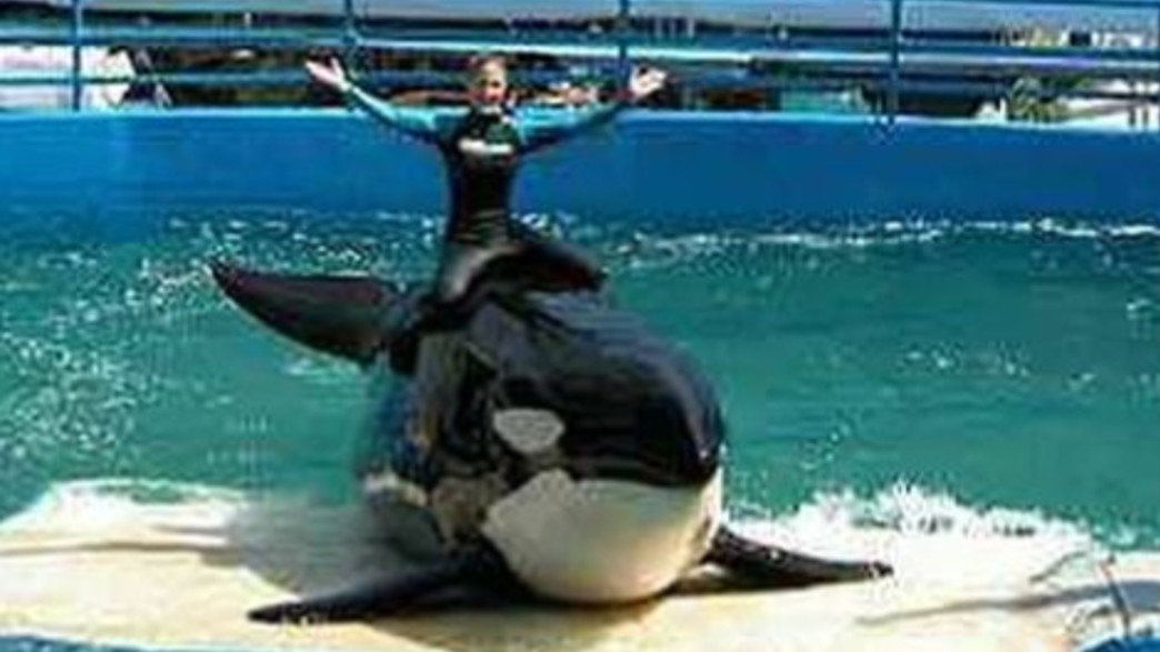 לוויתן קטלן