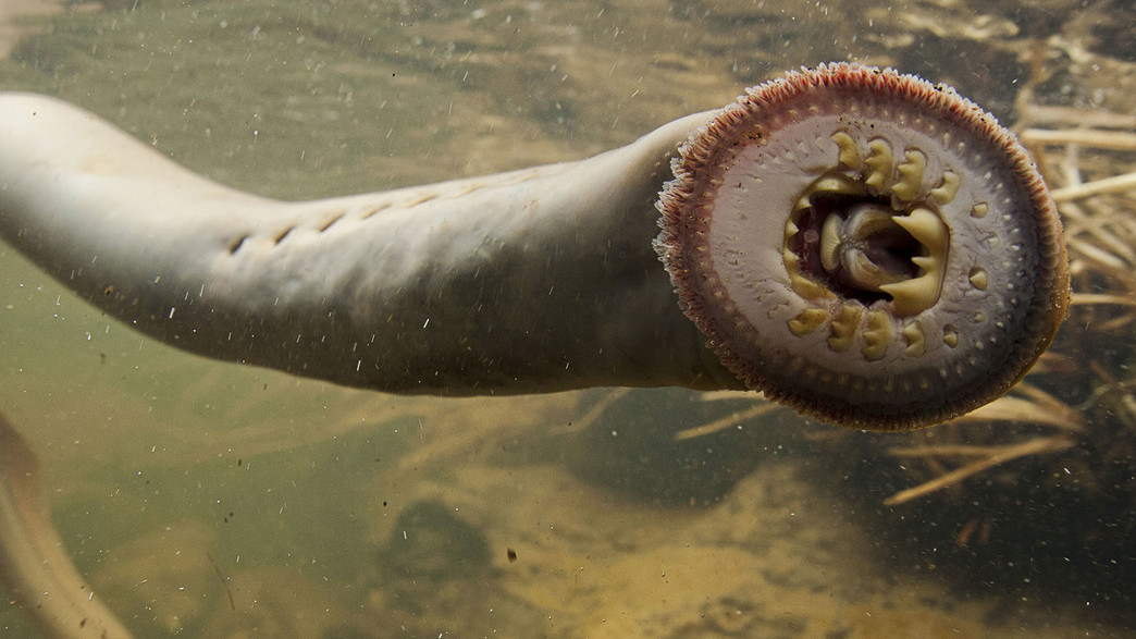 הצלופח הנדיר שנתגלה