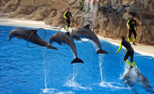 מופע דולפינים (צילום: Henner Damke, shutterstock)