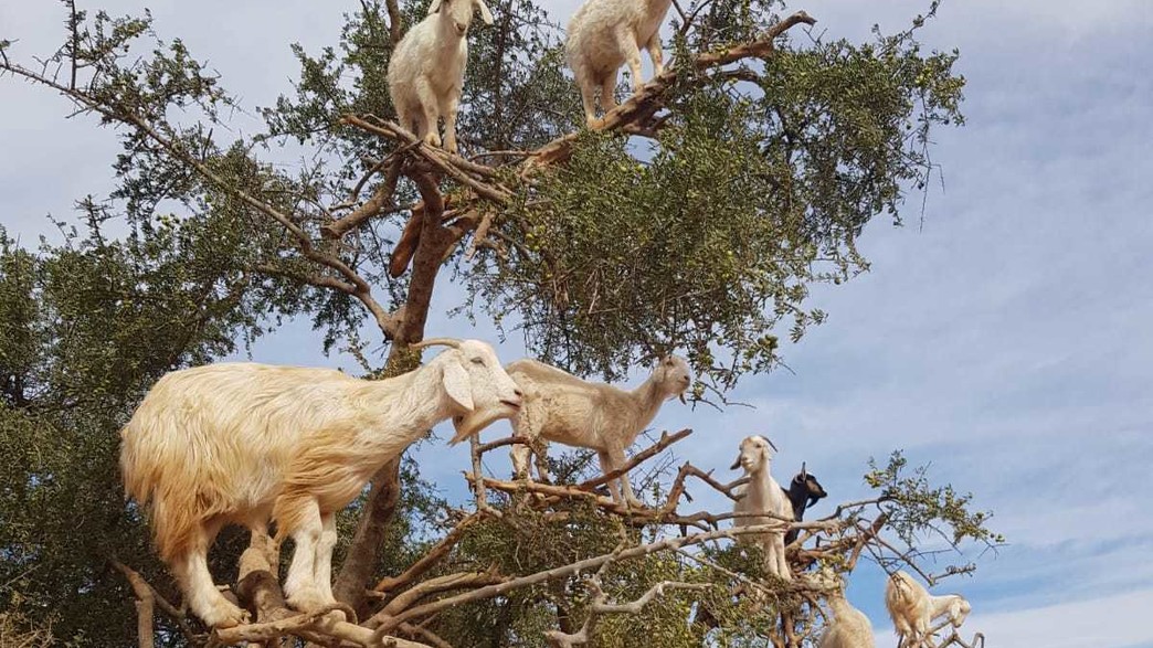עזים קשורים עזים קשורים
