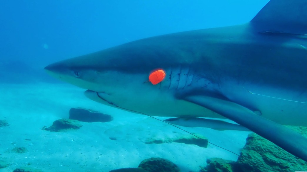 קרס דיג נעוצה בכריש בחדרה