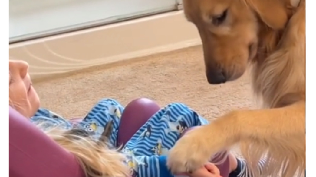 הכלב שריגש את הרשת 