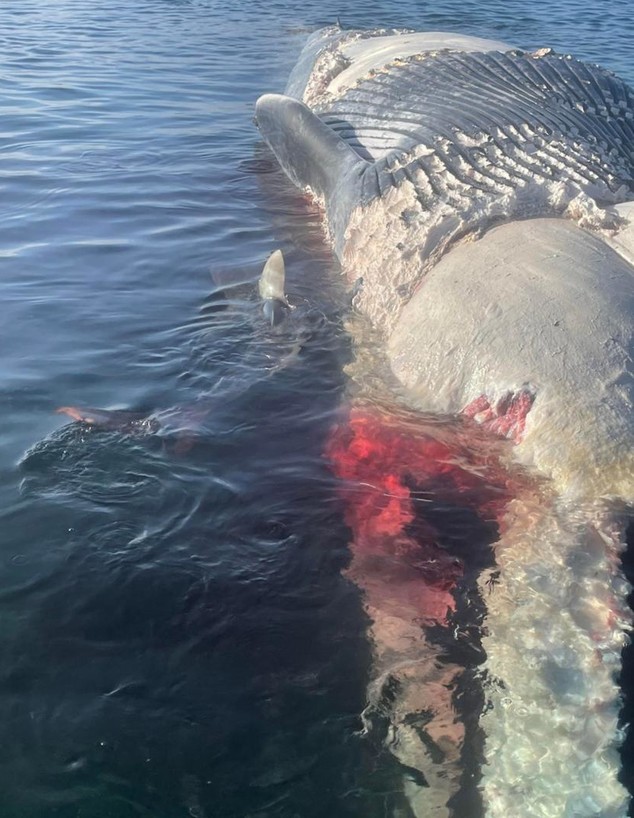 אוסטרליה: לווייתן מת נטרף על ידי כרישים (צילום: Jono Riley)